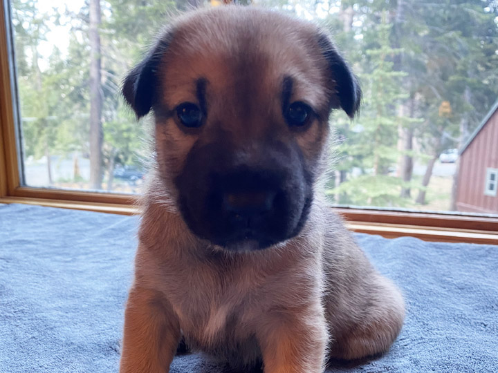 chinook puppy